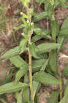 Common evening-primrose